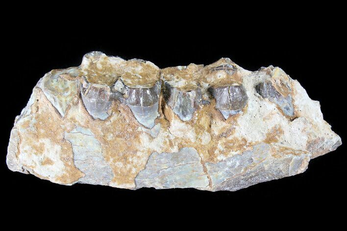 Oreodont Jaw Section With Teeth - South Dakota #82185